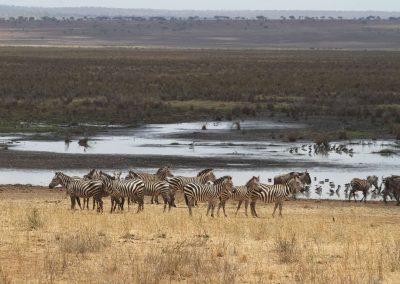 tarangire-parc-grands-espaces-afrique-tanzanie-safari-savane