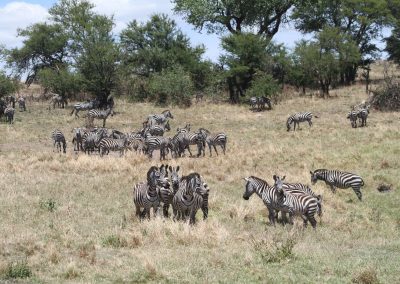 troupeau-zebres-parc-serengeti-afrique-tanzanie-savane-safari
