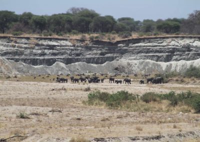 troupeaux-elephants-parc-tarangire-tanzanie-afrique-savane-safari