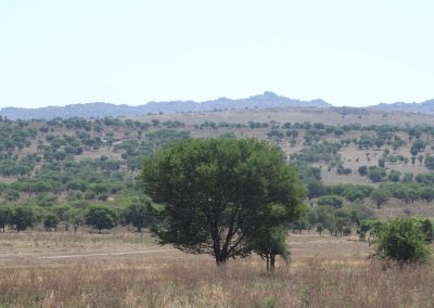 vaste-etendue-parc-serengeti-tanzanie-safari-savane-immensite
