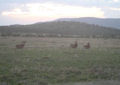 vastes-etendues-parc-serengeti-savane-safari-tanzanie-afrique