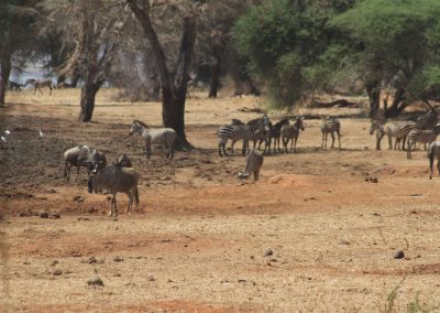 zebre-gnou-parc-tarangire-afrique-tanzanie-safari-savane