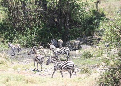 zebres-parc-serengeti-tanzanie-afrique-savane-safari