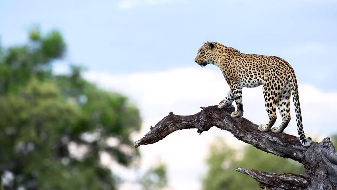 leopard perché dans parc national d'arusha