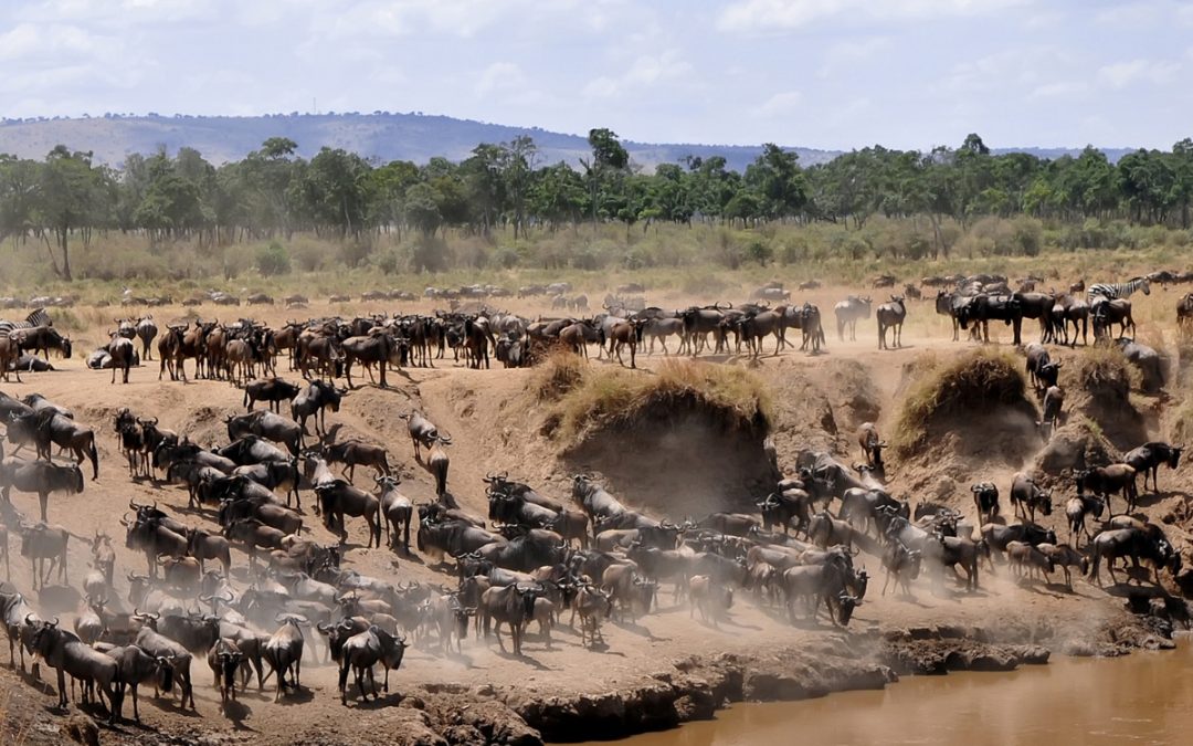 LA GRANDE MIGRATION (a partir de 5100€/pers)