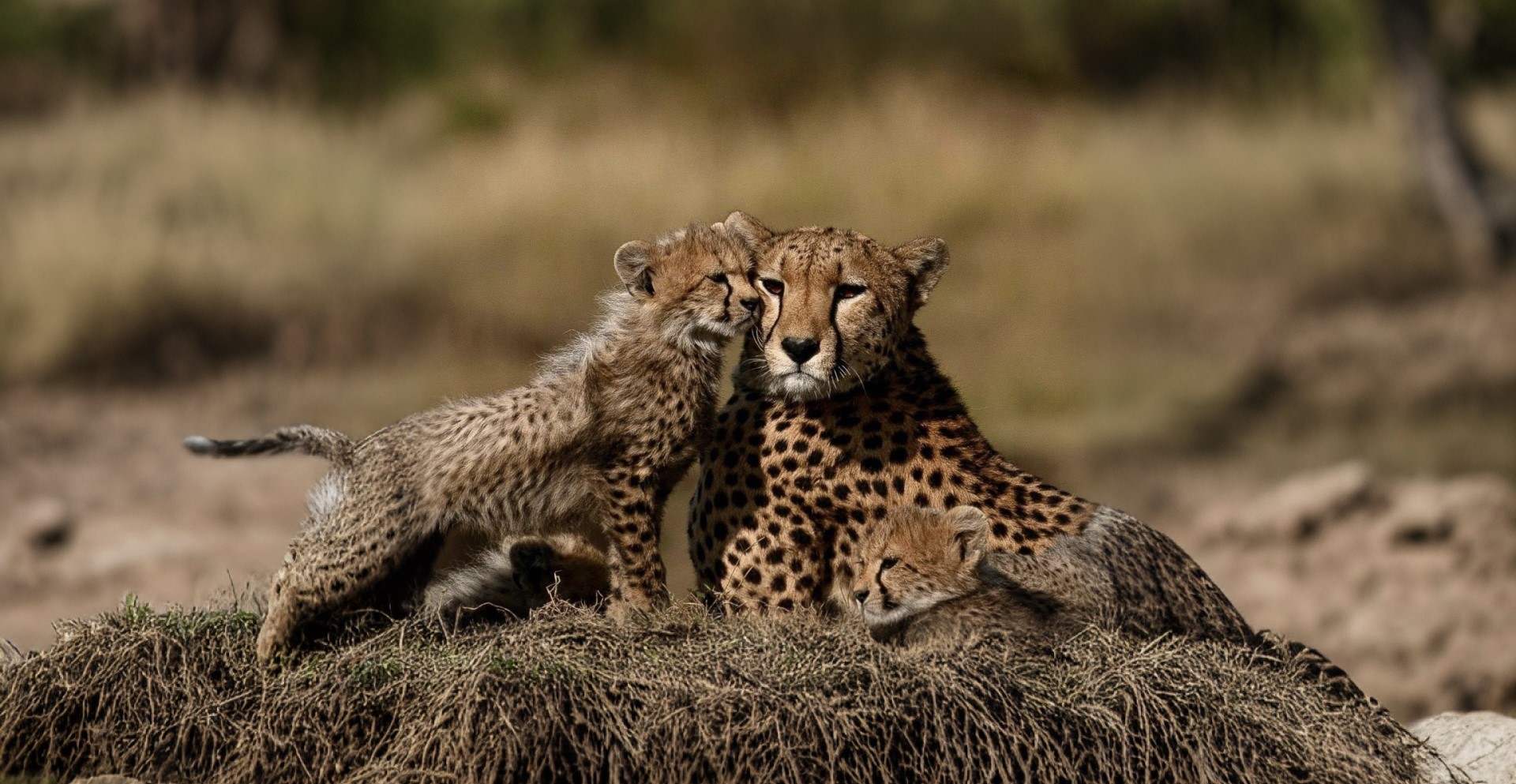 famille de guépard dans la savane du parc tarangire 
