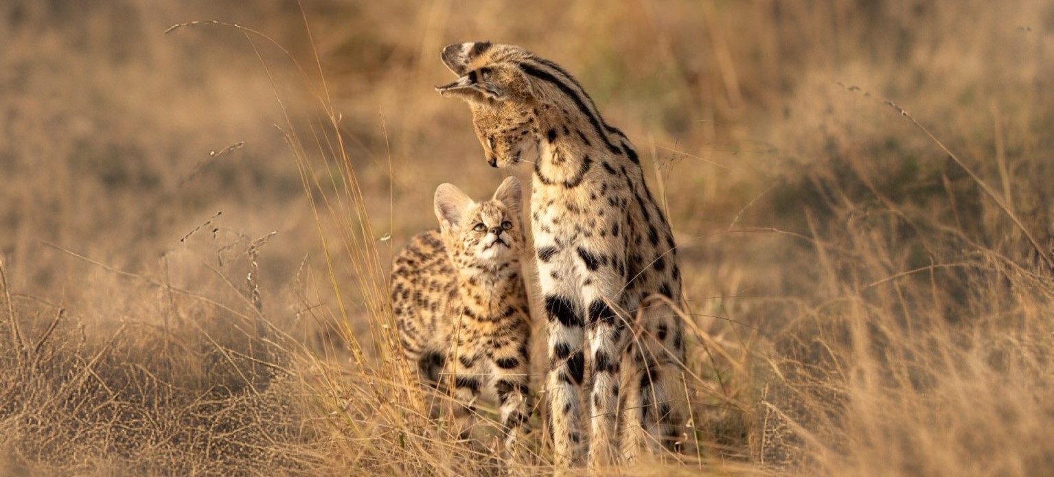 famille de servals qui se promène dans le parc national du serengeti