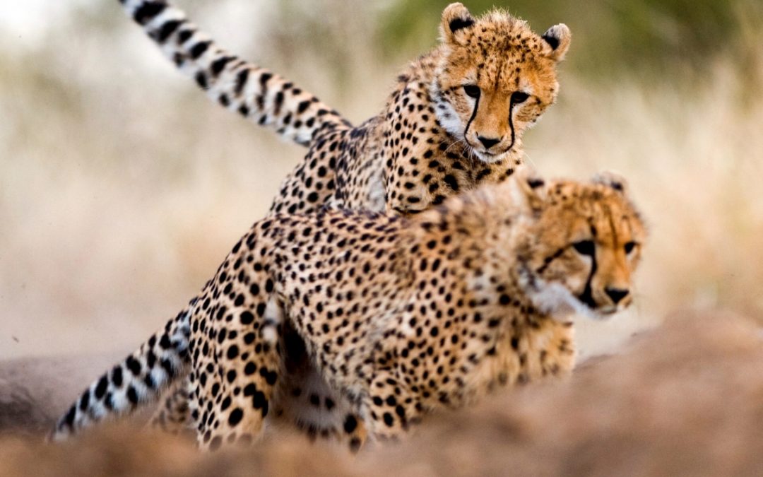 HAKUNA MATATA (a partir de 3750€/pers)