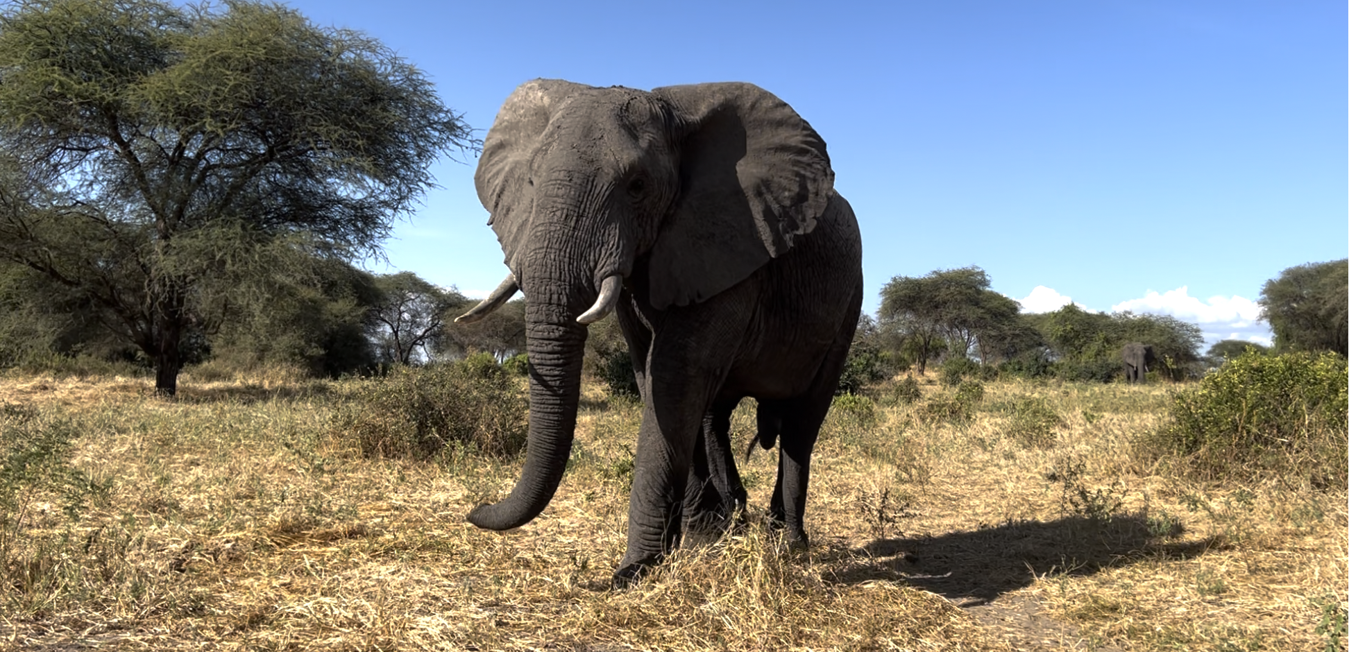 éléphant dans parc national de tarangire