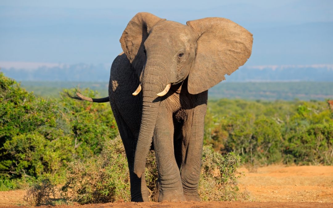 LE PARADIS PERDU (a partir de 2700€/pers)