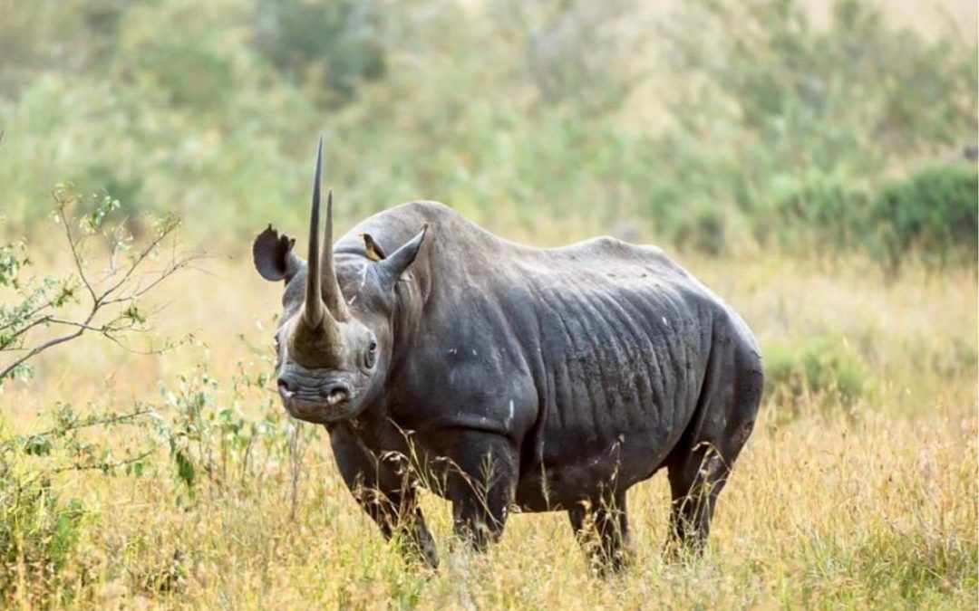 LES BIG NINE (a partir de 3350€/pers)