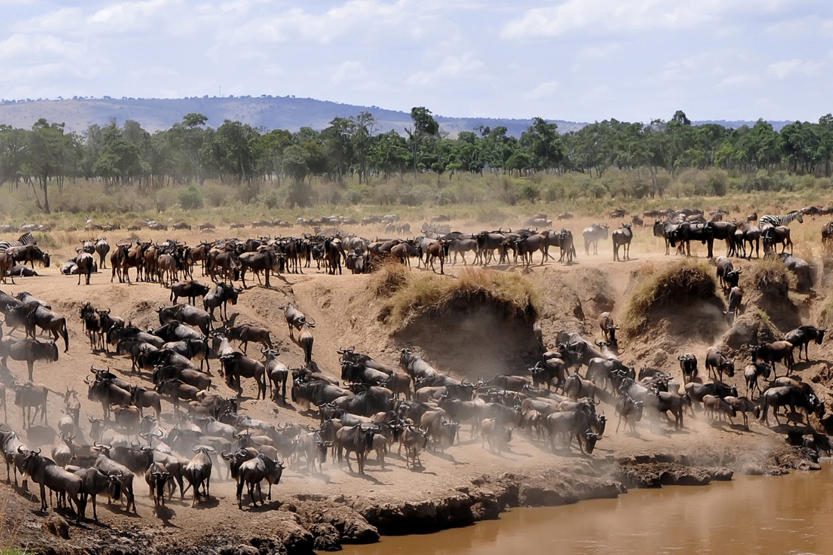 leopard-tanzanie-safari-decouverte-voyage
