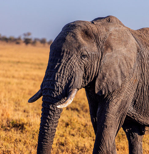4*4 utilisé pour voyager à travers la Tanzanie dans le cadre des safaris photos