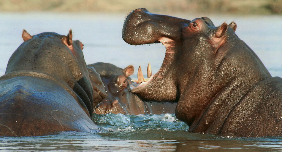 hippopotame-tanzanie-afrique rhinoceros-tanzanie-safari-decouverte-voyage
