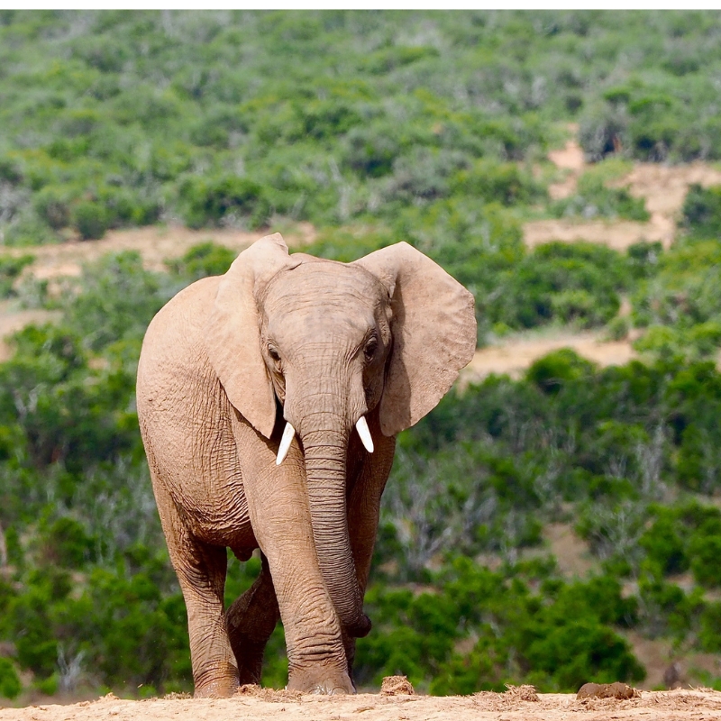 leopard-tanzanie-safari-decouverte-voyage