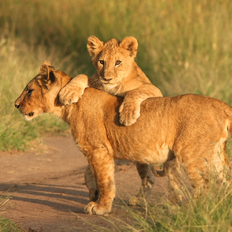 zebre-tanzanie-safari-savane-animaux-sauvages-deco
