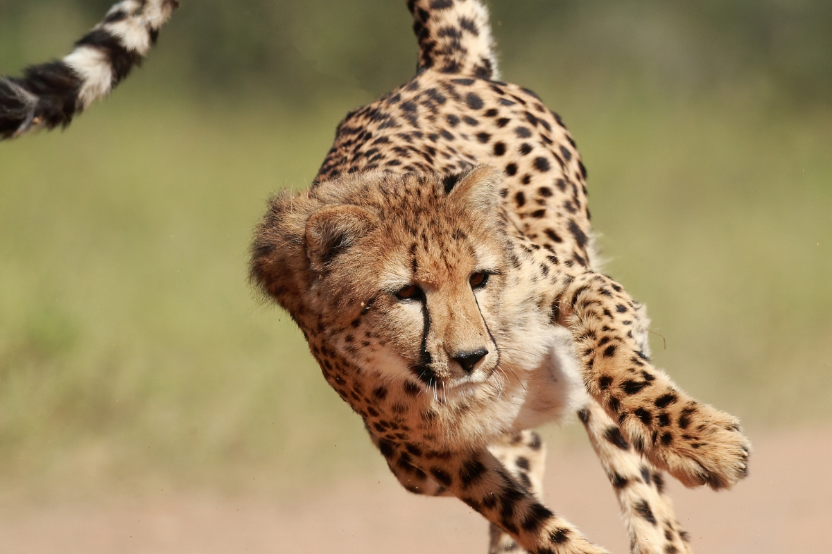 guépard