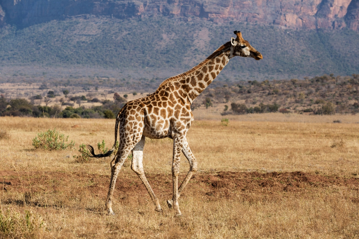 girafe-mobile zebre-tanzanie-safari-savane-animaux-sauvages-deco