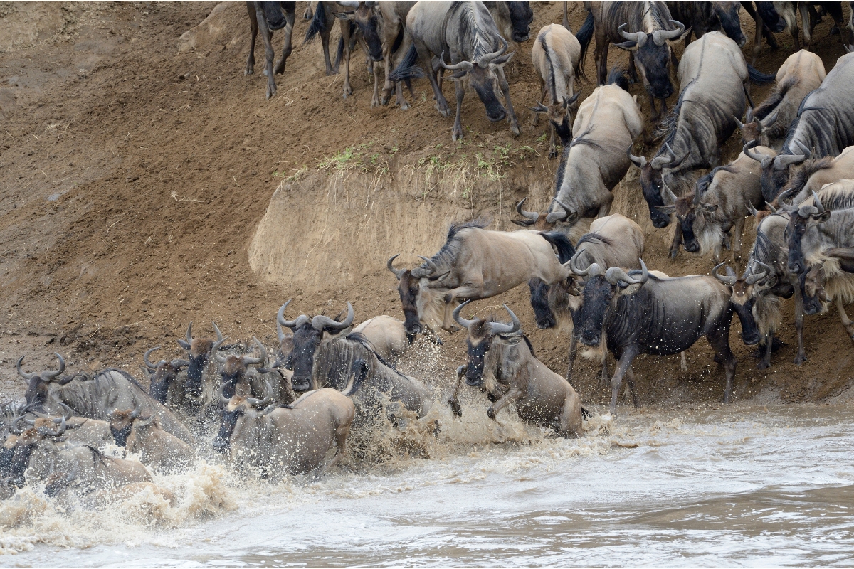 gnous-traverse-mobile rhinoceros-tanzanie-safari-decouverte-voyage