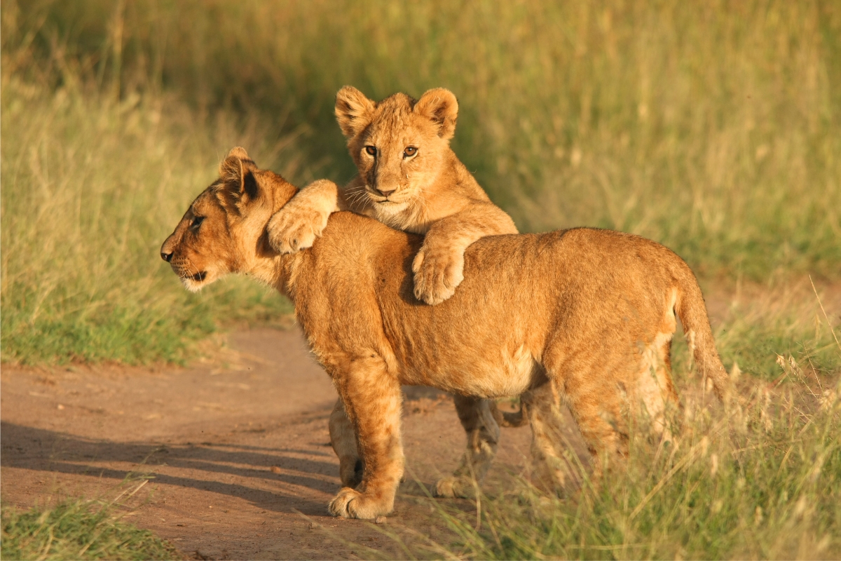 zebre-tanzanie-safari-savane-animaux-sauvages-deco