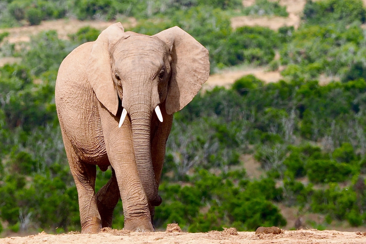 leopard-tanzanie-safari-decouverte-voyage