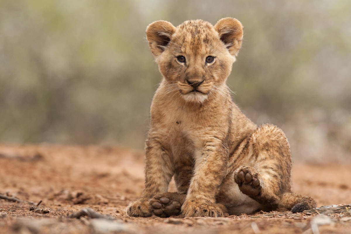 bebe-lion-mobile lion dans la savane africaine
