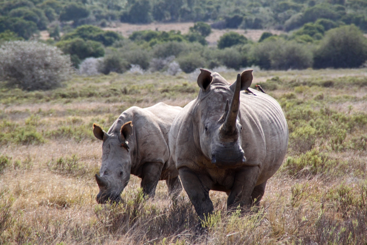 rhino-mobile éléphant dans parc national de tarangire