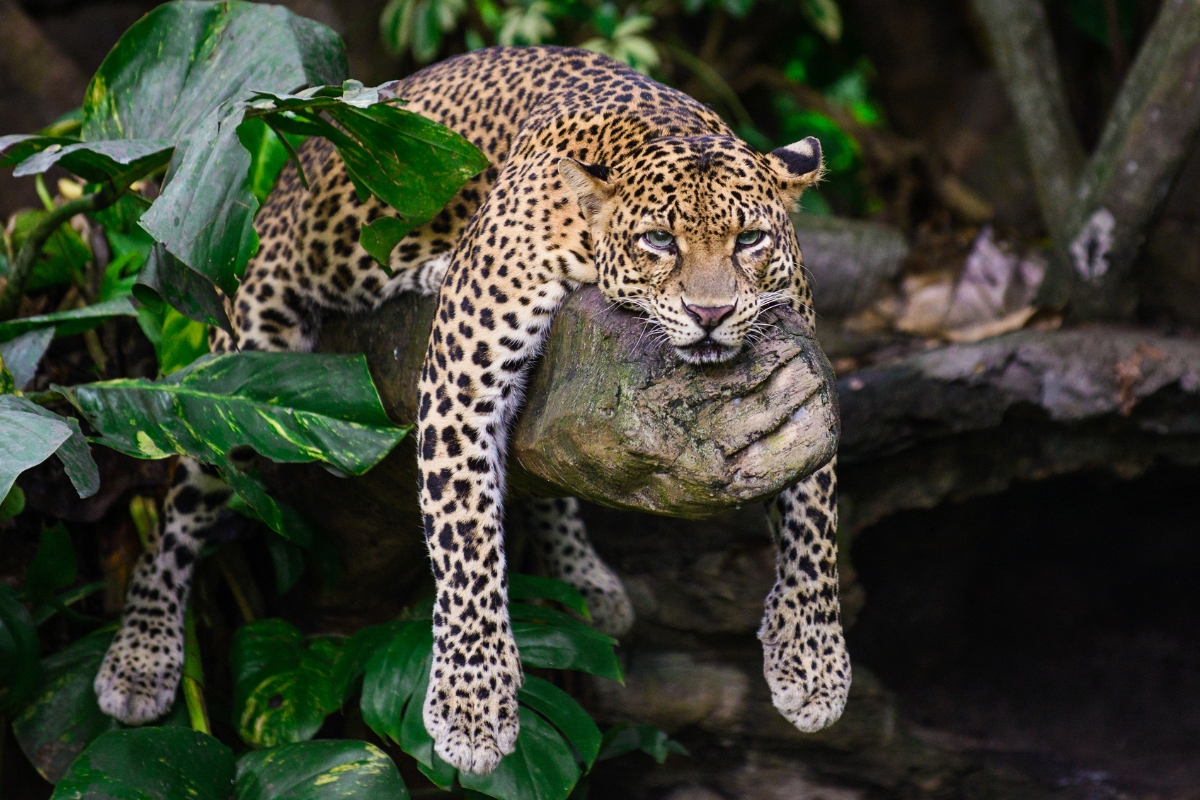 leopard-perche-mobile