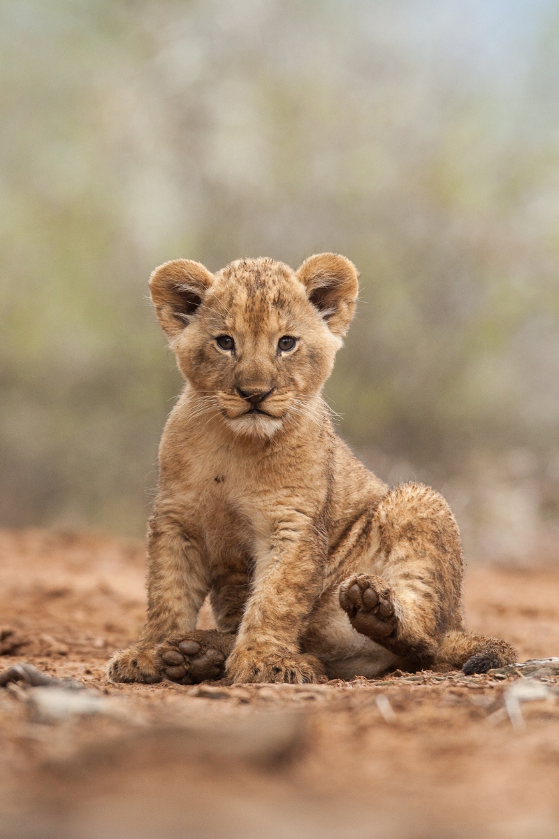 bebe-lion lion dans la savane africaine