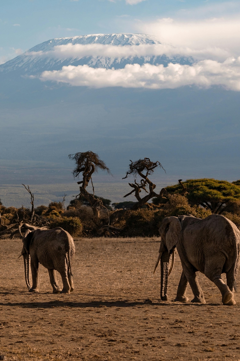 paysage-kilimandjaro-tanzanie zebre-tanzanie-safari-savane-animaux-sauvages-deco