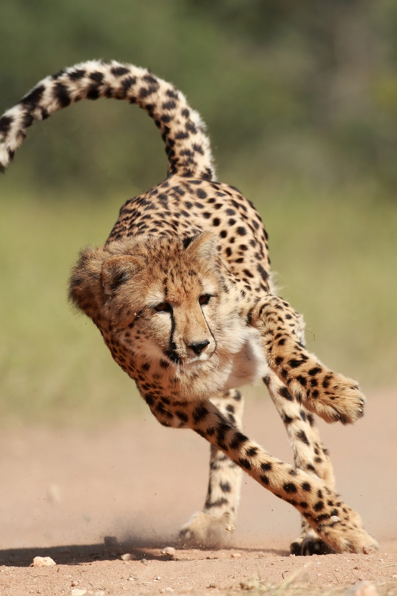 guépard