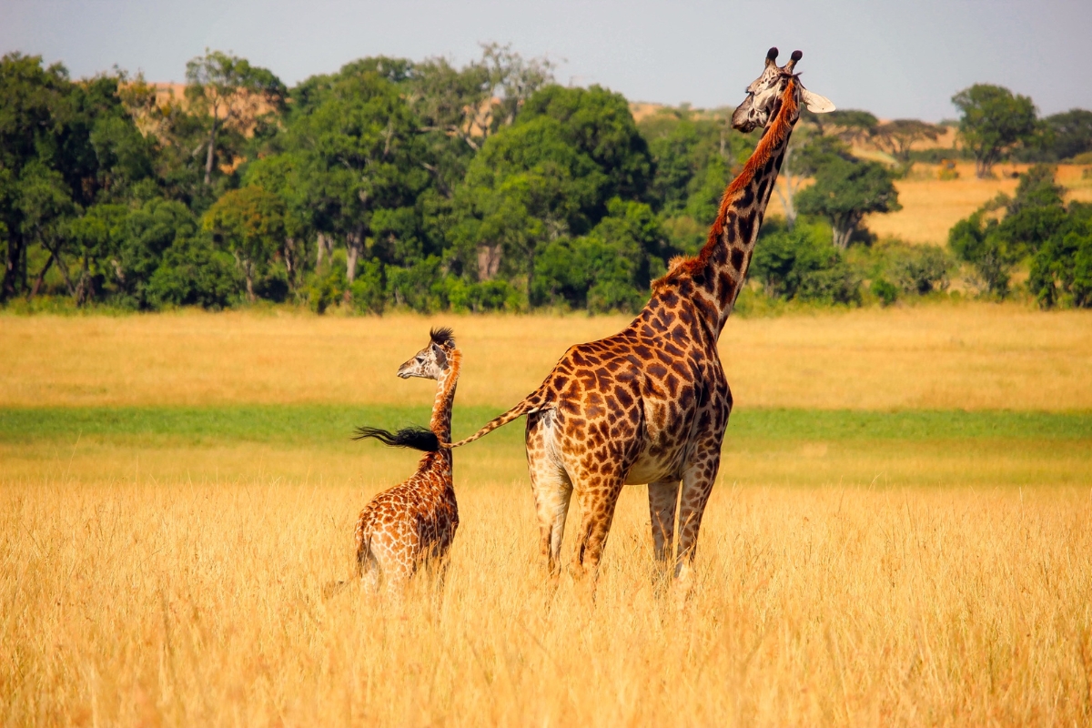 zebre-tanzanie-safari-savane-animaux-sauvages-deco