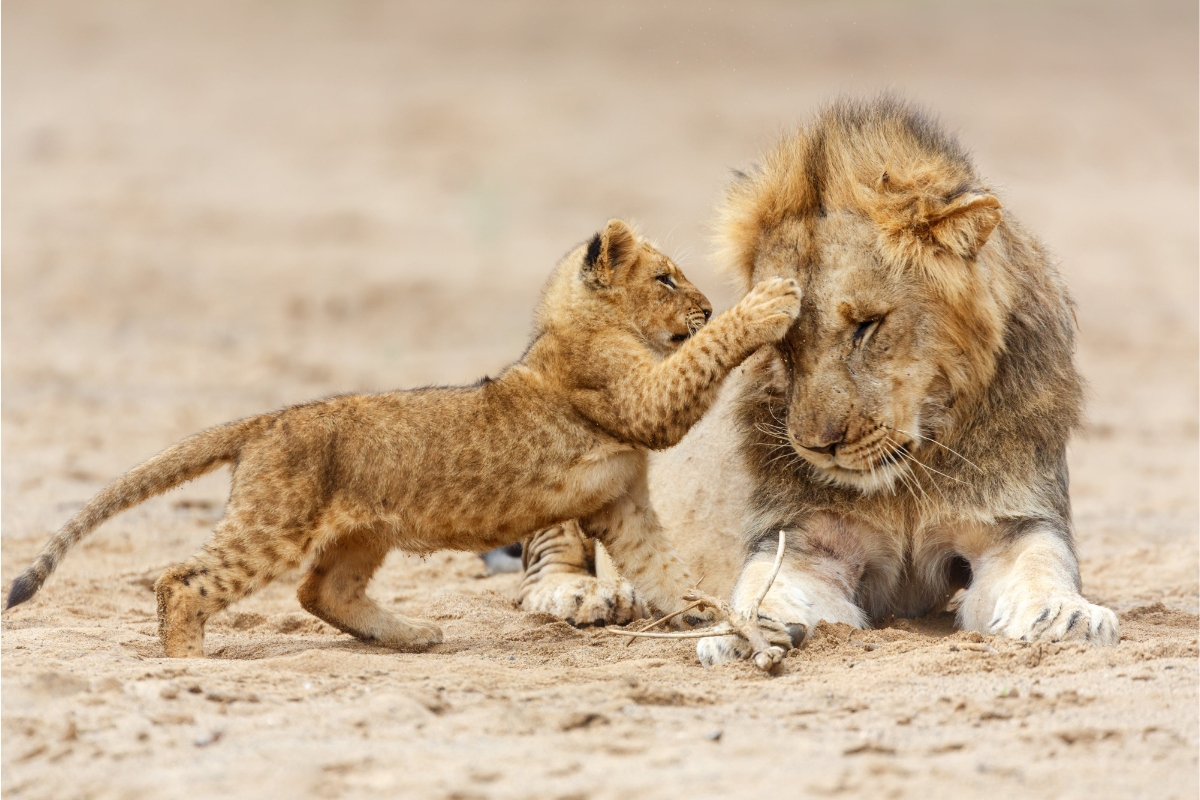 leopard-tanzanie-safari-decouverte-voyage