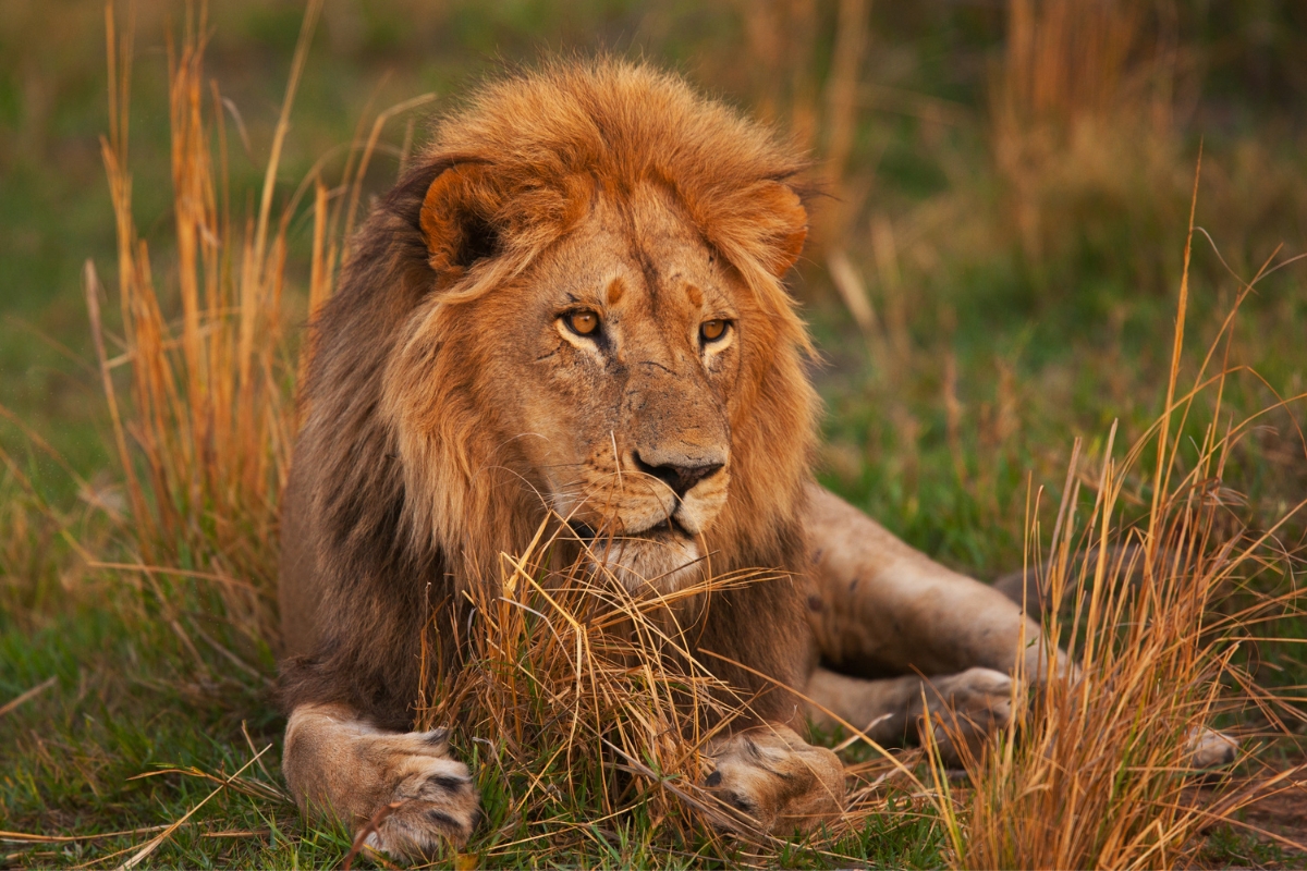 zebre-tanzanie-safari-savane-animaux-sauvages-deco