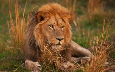 The Lion of Tanzania: The Majestic and Mysterious King of the African Savannas