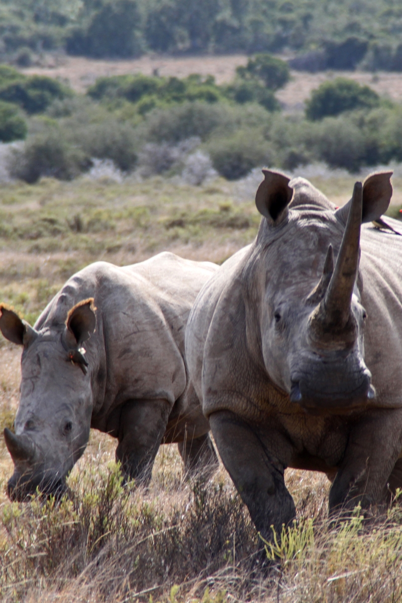 rhinoceros-portrait éléphant dans parc national de tarangire