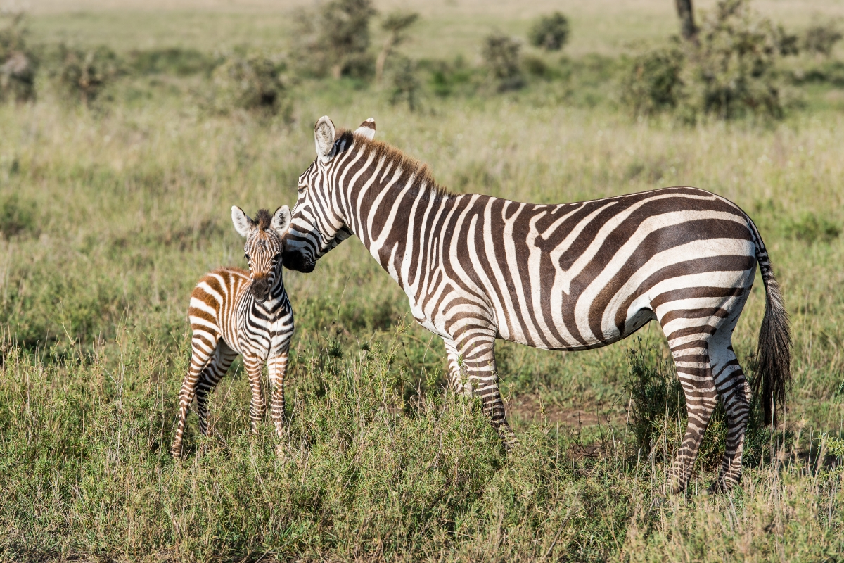 zebre-famille paysage famille de zèbre en safari