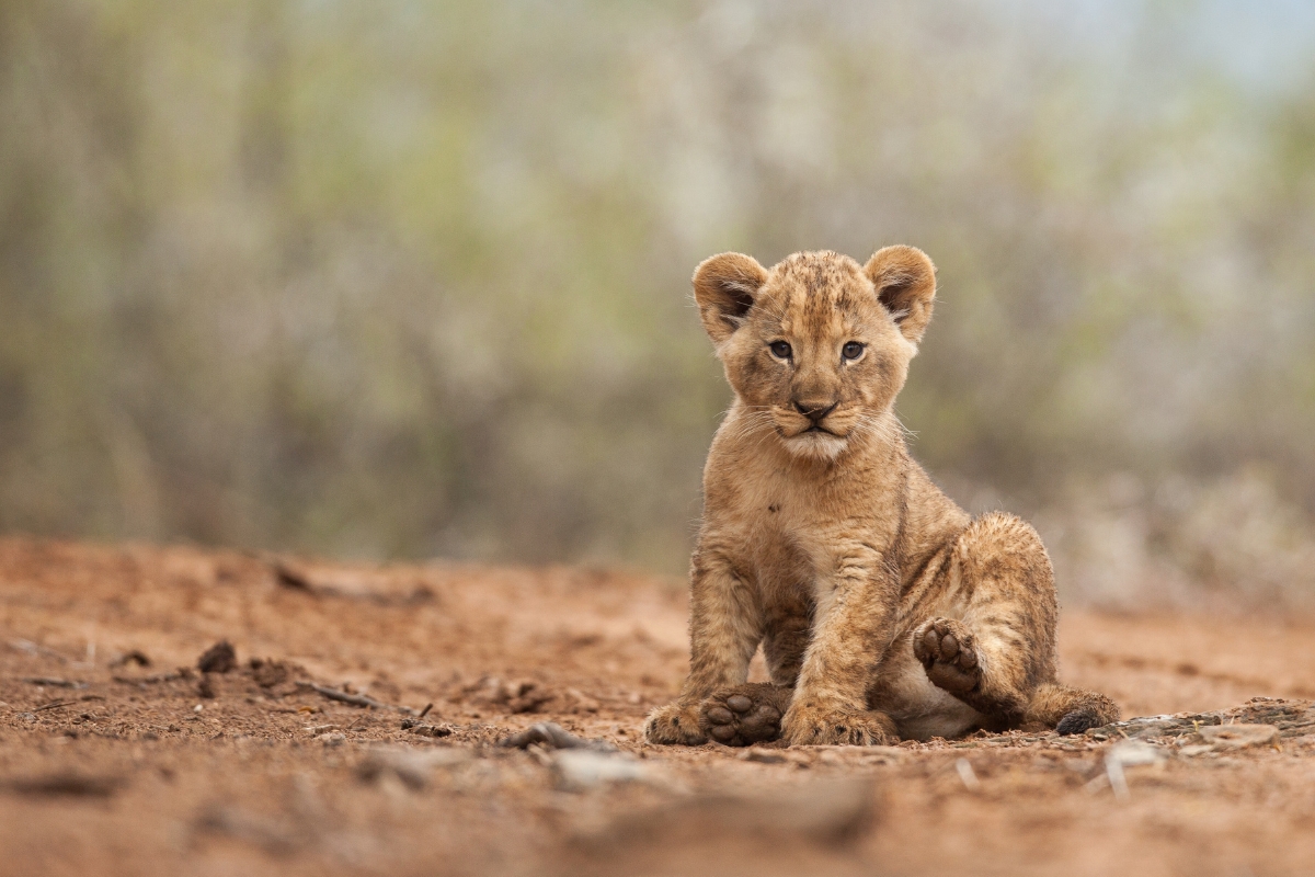 Journée Mondiale de l’éléphant (6) lions perchés dans les arbres
