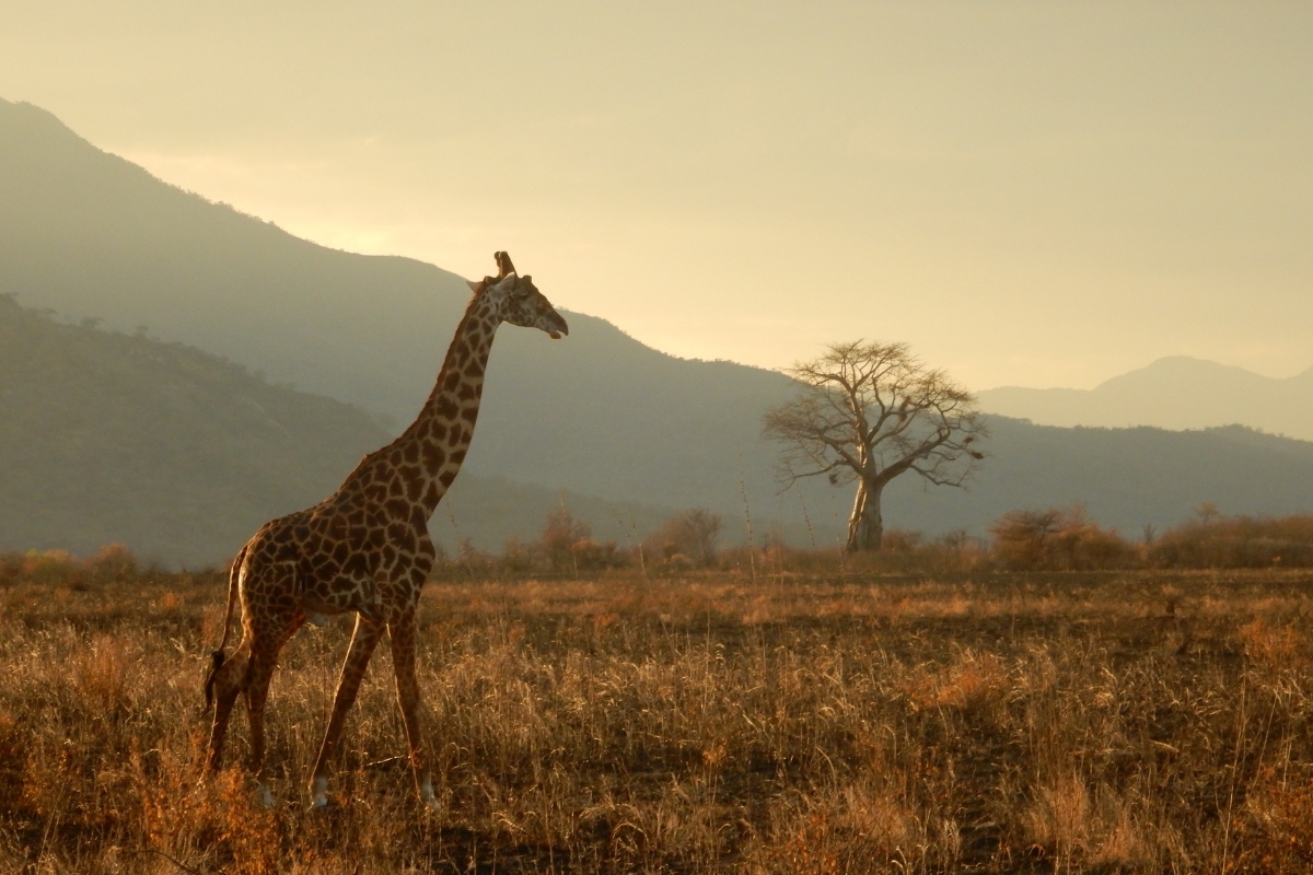 zebre-tanzanie-safari-savane-animaux-sauvages-deco