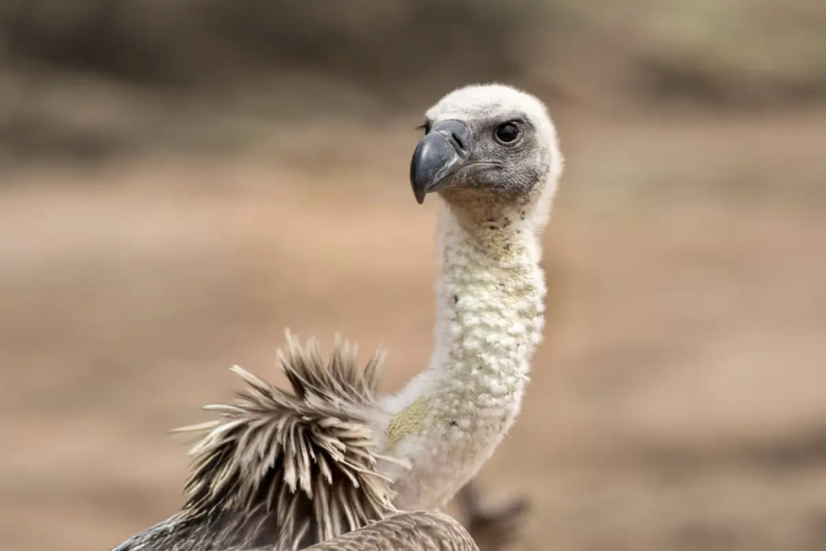 rhinoceros-tanzanie-safari-decouverte-voyage