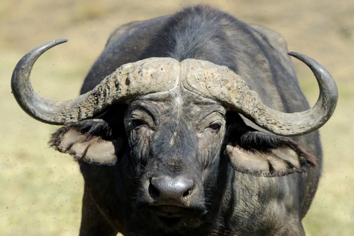 buffle qui regarde la camera au milieu de la savane