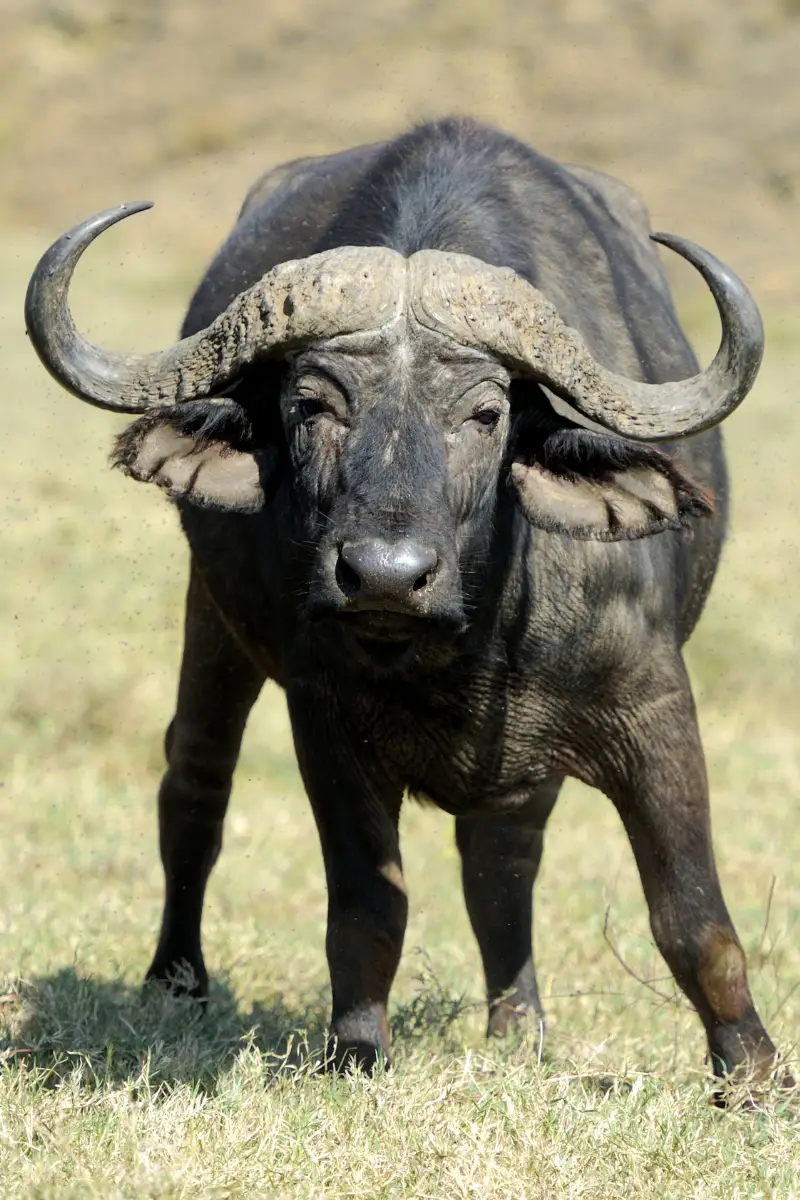 buffle qui regarde la camera au milieu de la savane