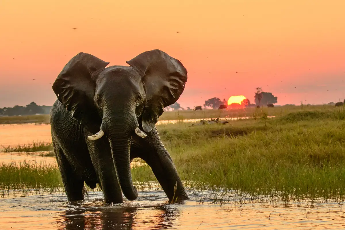 leopard-tanzanie-safari-decouverte-voyage