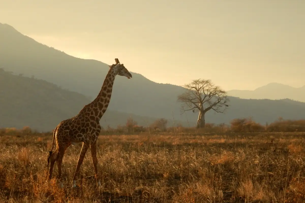 une girafe avec un paysage spectaculaire et coucher du soleil