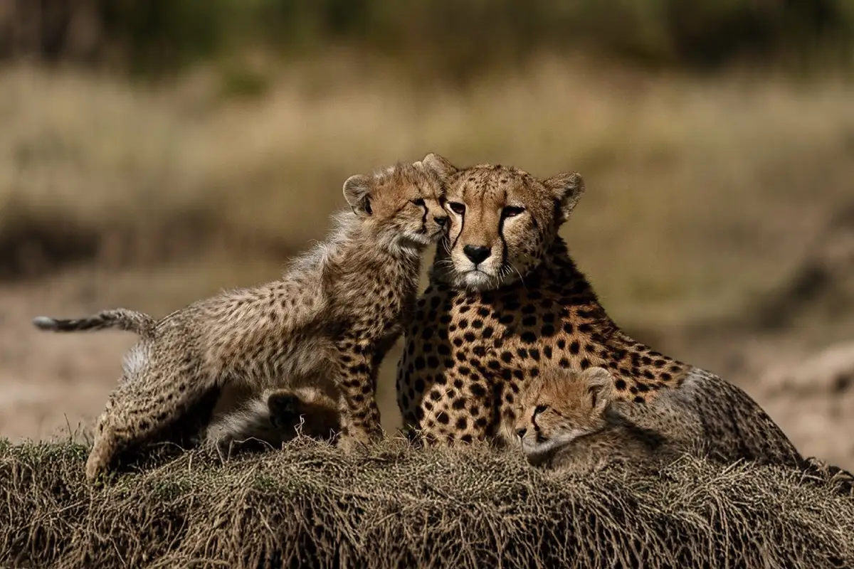 leopard-tanzanie-safari-decouverte-voyage