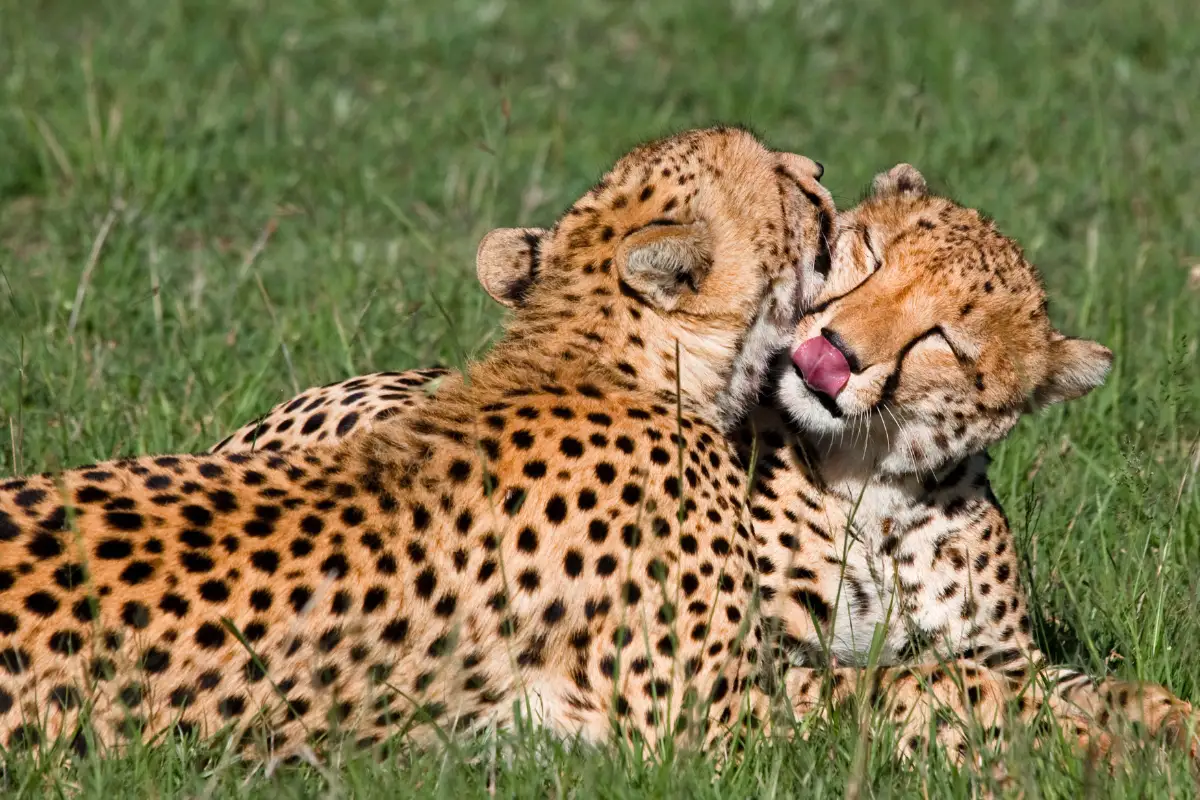 zebre-tanzanie-safari-savane-animaux-sauvages-deco