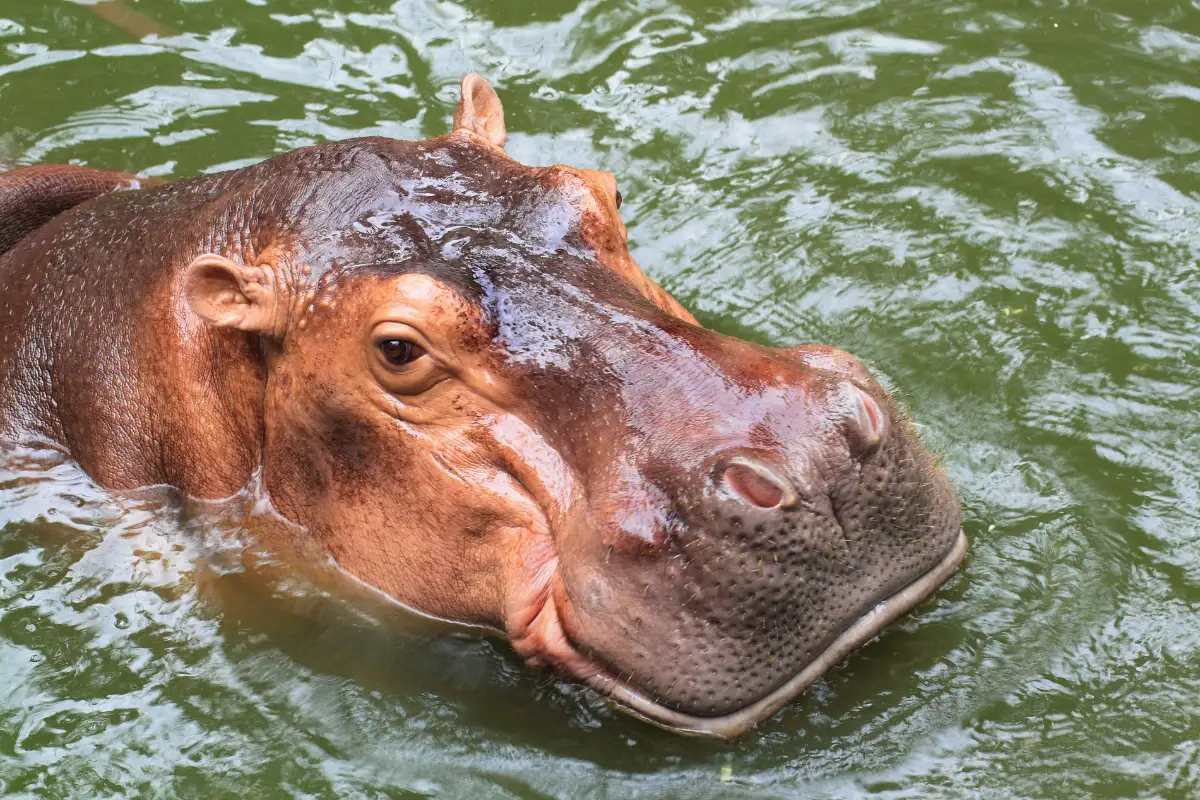 un hippopotame qui sort la tête de l'eau pris en photo de près