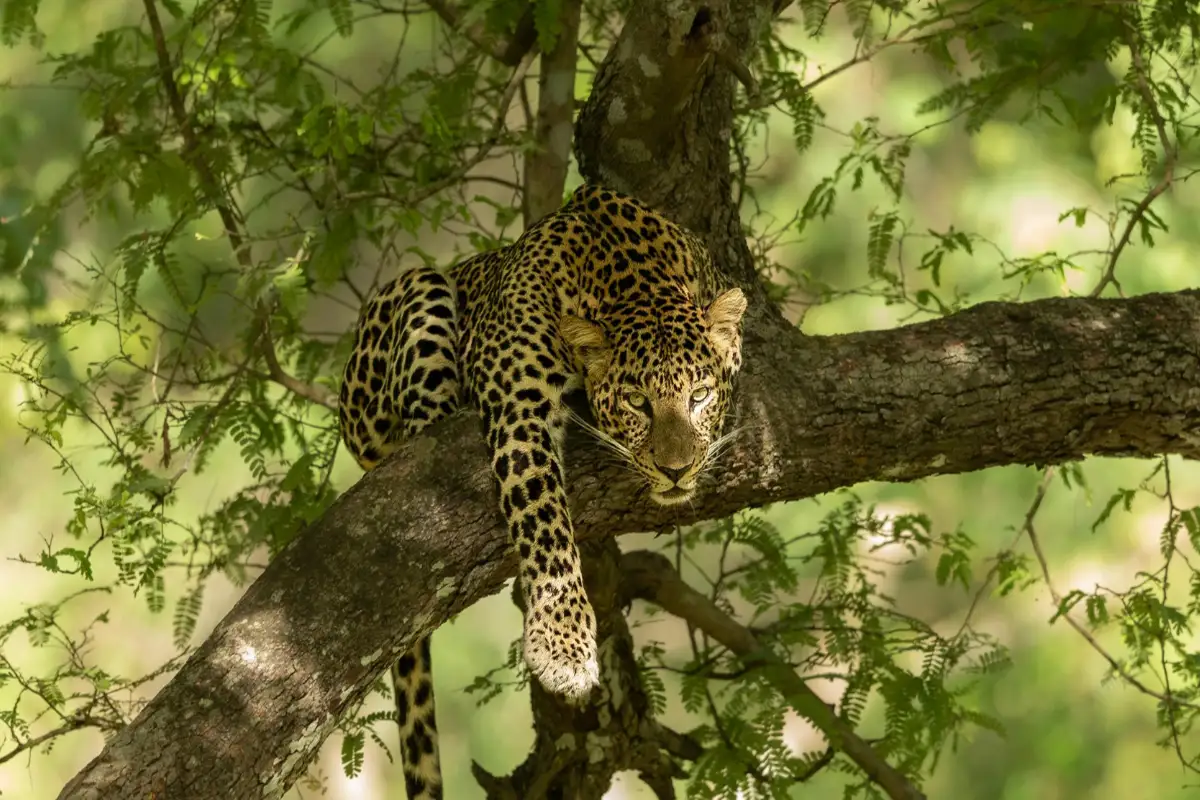 léopard perché dans un arbre en train de surveiller sa proie
