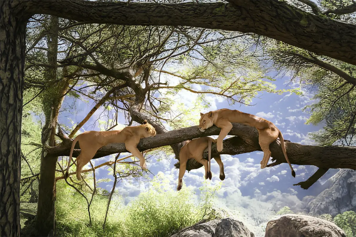 lions perchés dans les arbres