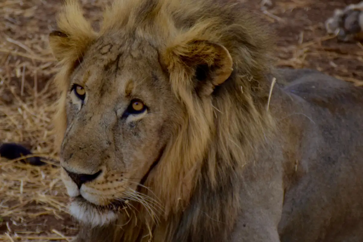 leopard-tanzanie-safari-decouverte-voyage